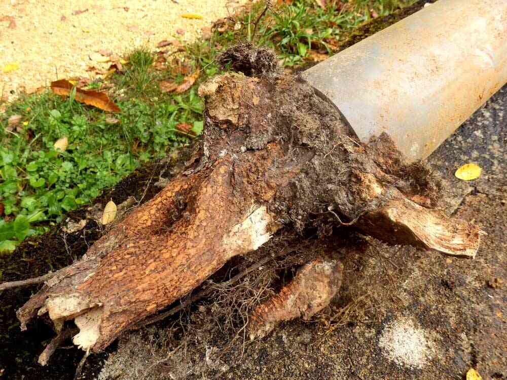tree roots in sewer line