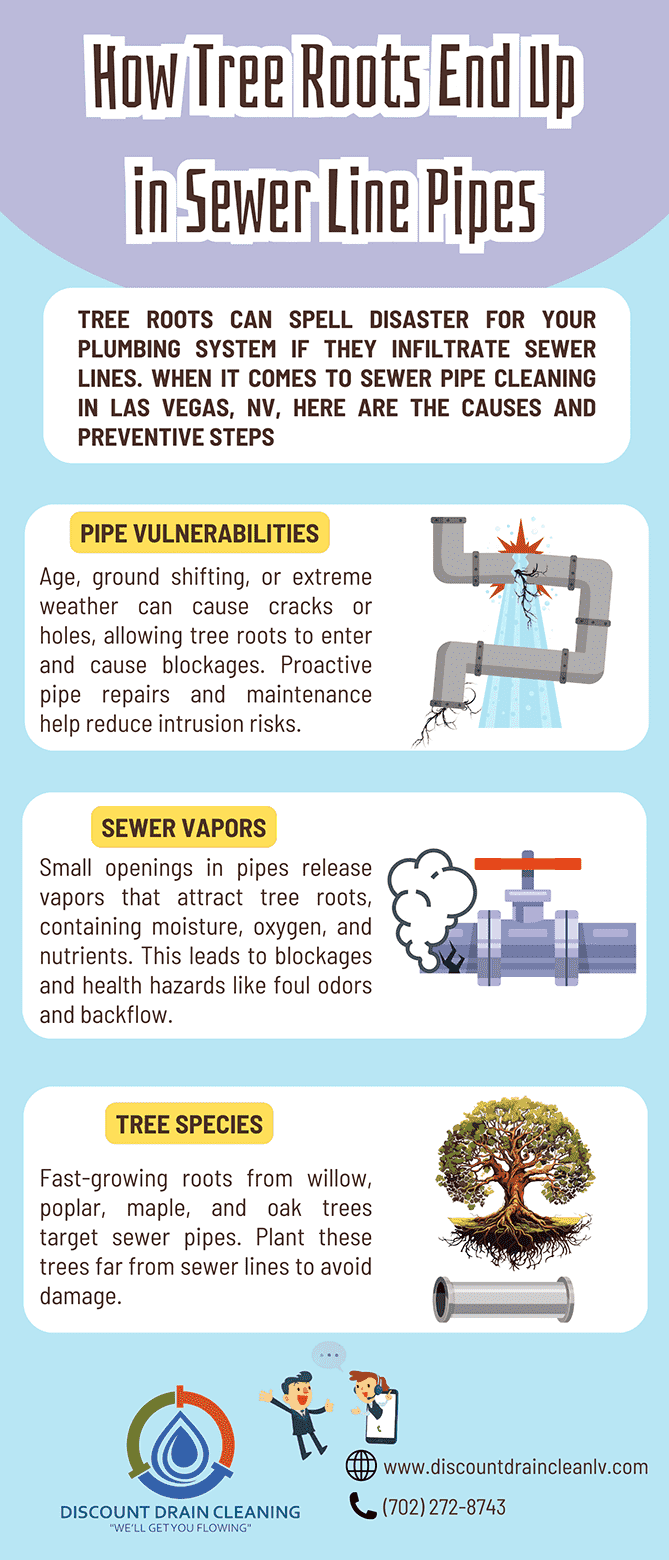 How Tree Roots End Up In Sewer Line Pipes