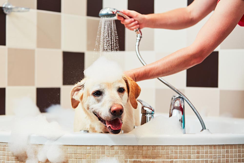 dog bathing in a bathtub