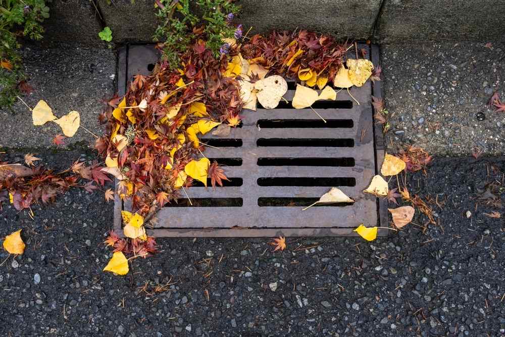 leaves or grass clippings around an outdoor drain