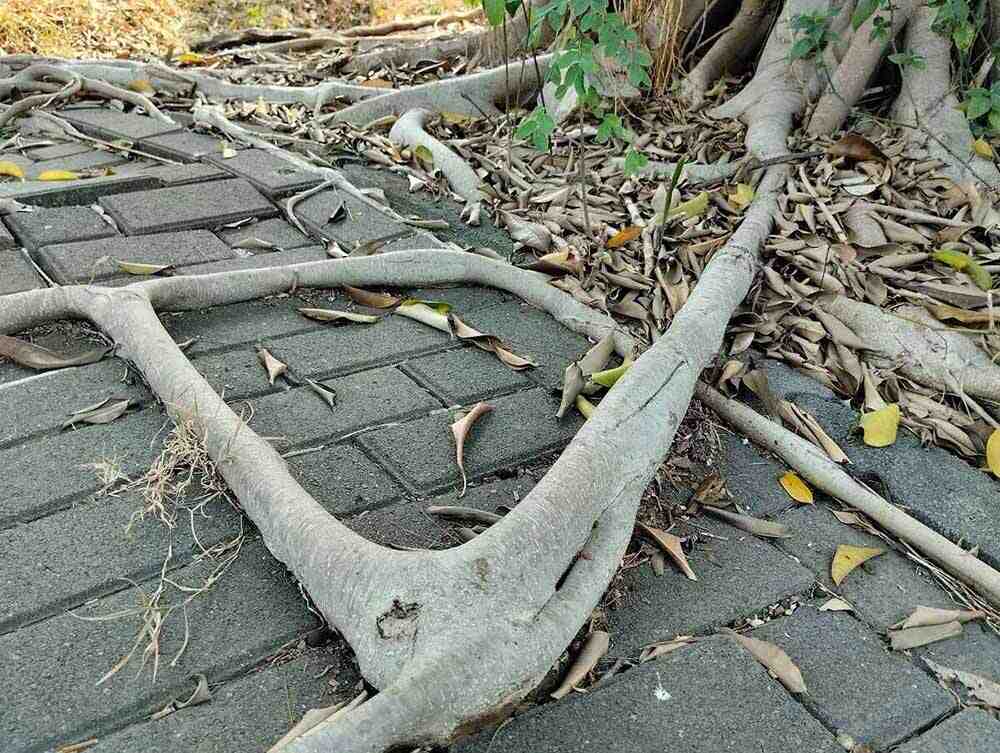 tree roots